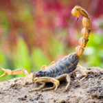 Acidentes com animais peçonhentos aumentam no período chuvoso