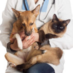 Estão abertas mil inscrições para castração de cães e gatos