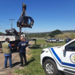 Já são 311 as carcaças retiradas das ruas do DF em 2020