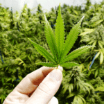 Uso da cannabis medicinal deve ser regulamentado no Brasil mas é preciso que os medicamentos sejam seguros e eficazes, explica especialista