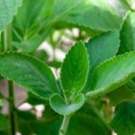 A importância do conhecimento tradicional –  Terapia pelas plantas