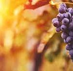 Brazlândia na rota da produção de uva do Distrito Federal