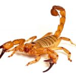 Saiba como evitar acidentes com escorpiões e onde buscar ajuda