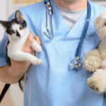 CASTRAÇÃO GRATUITA de cães e gatos – Dias 28 e 29/06