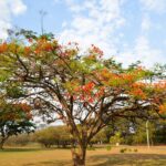 Primavera começa às 3h50 deste sábado