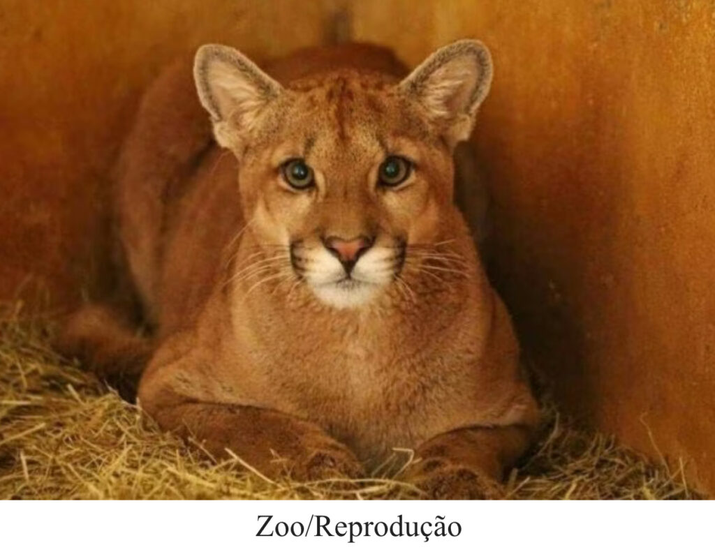 Farofa, jovem onça-parda do Zoo está prestes para voltar à natureza Farofa, jovem onça-parda do Zoo está prestes para voltar à natureza