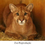 Farofa, jovem onça-parda do Zoo está prestes para voltar à natureza