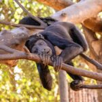 Zoológico de Brasília recebe “Experiência Animal”, exposição imersiva e sensorial inédita